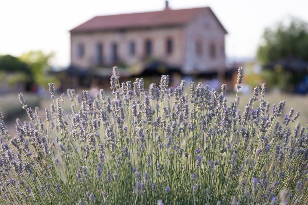 Camps de Lavanda del Mas Sampera