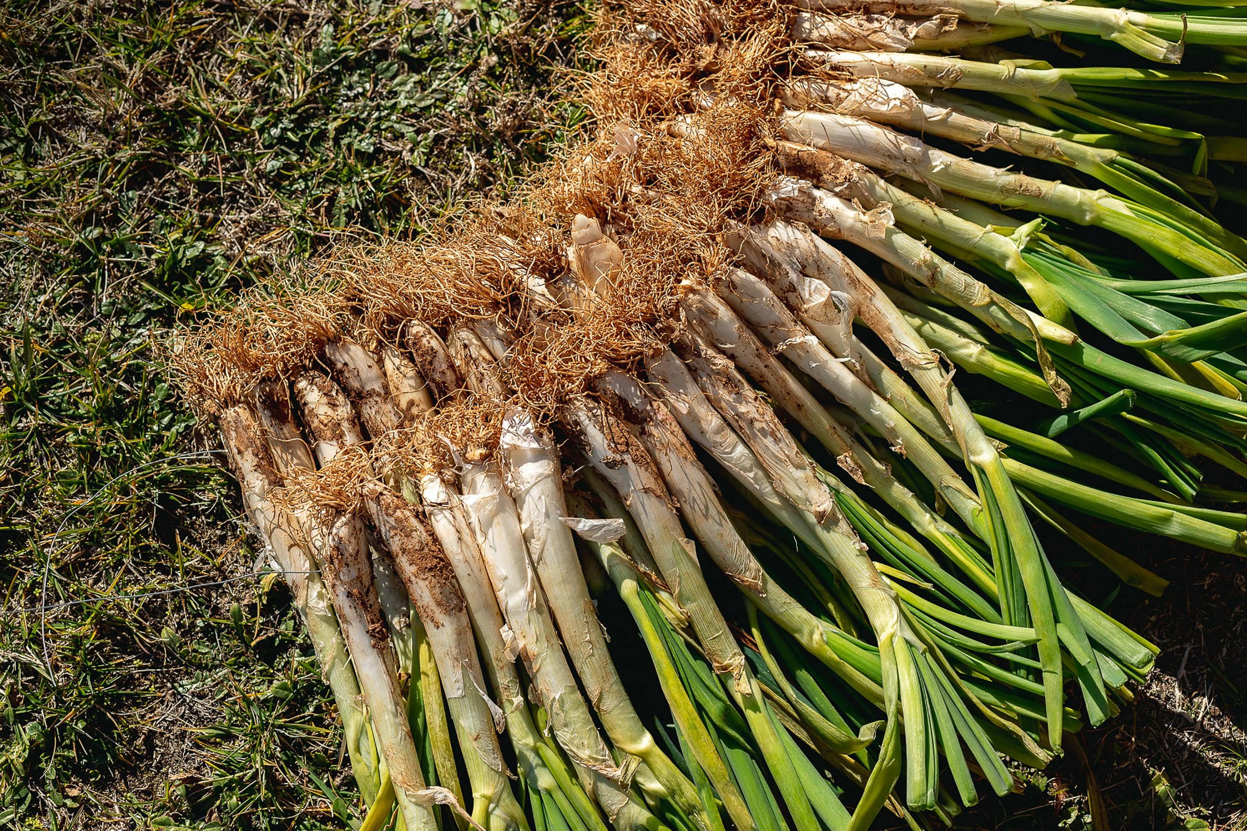 Calçots al Vallès Oriental