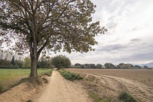 Camins de Gallecs