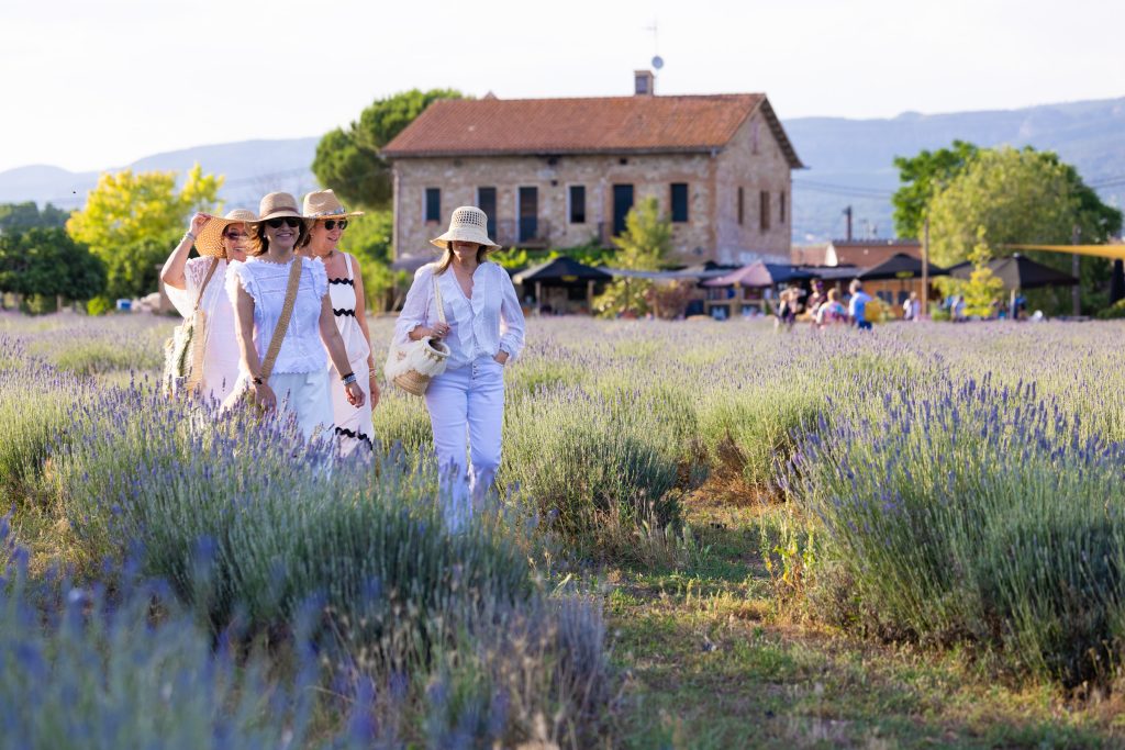 Passeig entre camps de Lavanda a Santa Eulàlia de Ronçana